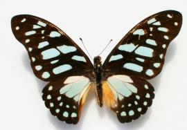 Graphium leonidas