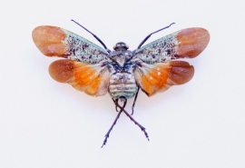 Homoptera penthicodes farinosa tulia