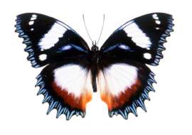 Hypolimnas dexithea