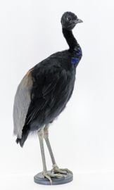 Trompetvogel	( Psophia crepitans )