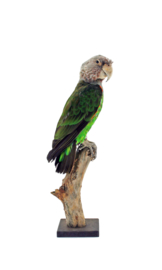 Kaapse papegaai (Poicephalus robustus)