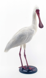 Afrikaanse lepelaar ( Platalea alba )