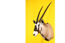 Gemsbok (Oryx gazella)