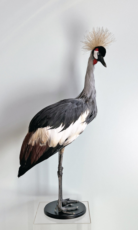 Kroonkraanvogel 	Balearica regulorum