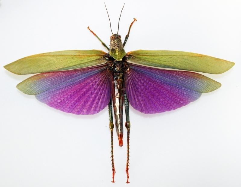 Titanacris albipes 18cm