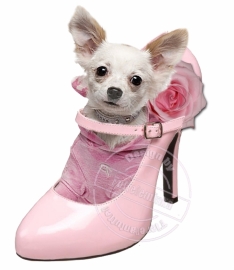 Strijkapplicatie Chihuahua in Pink Pump