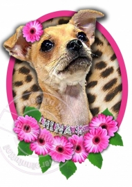 Strijkapplicatie Chihuahua Pink Panter