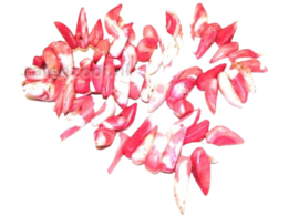4 x  Roze-rode koraal pepervormige Afm. hanger 23 x 7 mm