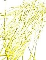 100 x electroplated nietstiften 50 x 0,7mm,  geel lees omschrijving