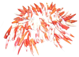 4 x  oranje koraal pepervormige hanger afm. 25 x 8 mm