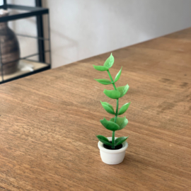 poppenhuis plant in pot 6 cm