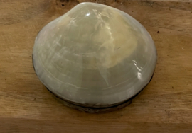Kleine schelpendoos