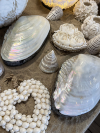 Oesterschelp sieradendoos