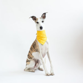 Dogsnug Designer Koel Bandana maat M