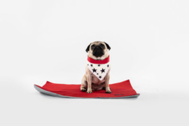 Dogsnug Designer Koel Bandana Sterren maat XL