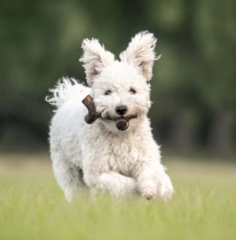 Benebone Maplestick Esdoornhout Small