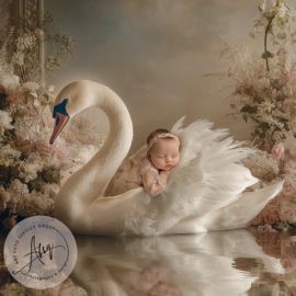 Droomfoto - The Royal Swan IW292