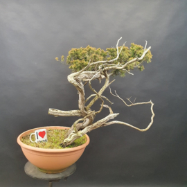 Juniperus Sabina
