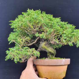 Juniperus Itoiigawa