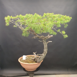 Pinus Sylvestris