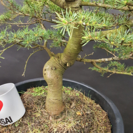Cedrus