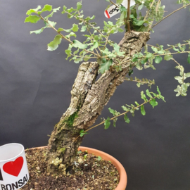 Quercus Suber