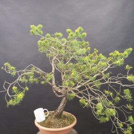 Pinus Sylvestris