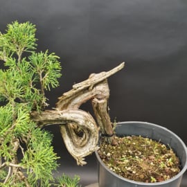 Juniperus Sabina