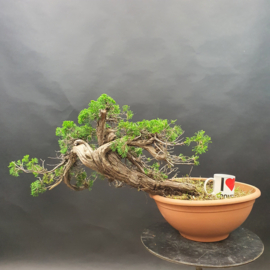 Juniperus Sabina