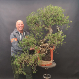 Juniperus Sabina