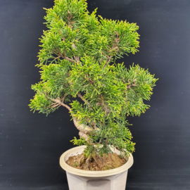 Juniperus Itoiigawa