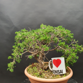 Juniperus Sabina