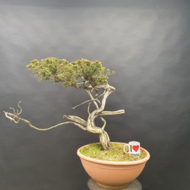 Juniperus Sabina