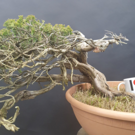 Juniperus Sabina