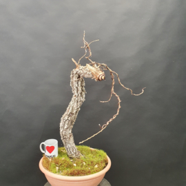 Quercus Faginea