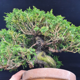 Juniperus Itoiigawa