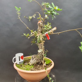 Quercus Faginea