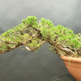 Juniperus Sabina