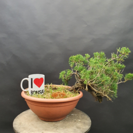 Juniperus Sabina