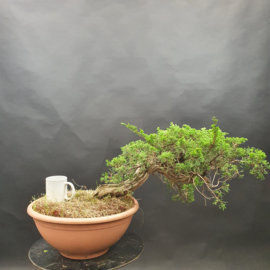 Juniperus Sabina