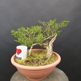 Juniperus Sabina