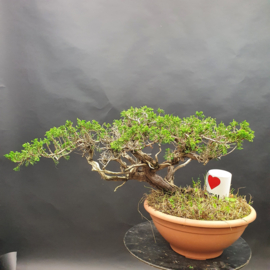 Juniperus Sabina