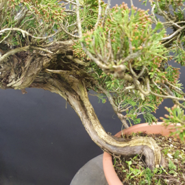 Juniperus Sabina