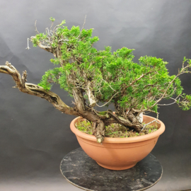 Juniperus Sabina