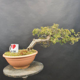 Juniperus Sabina