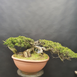 Juniperus Sabina