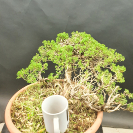 Juniperus Sabina