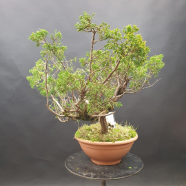 Juniperus Sabina