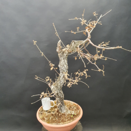 Quercus Faginea