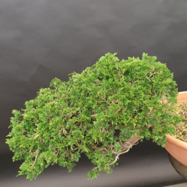 Juniperus Sabina